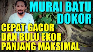 fast gacor and maximum length of MURAI BATU feathers 🔴 MURAI BATU DAKOR treatment or growing feat...