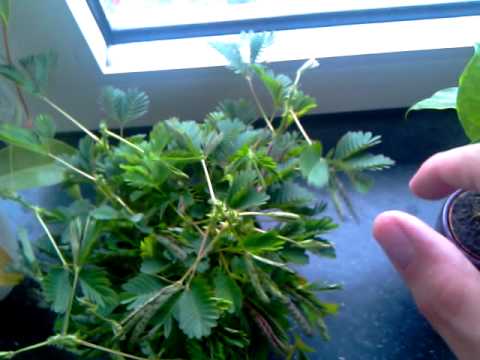 Kruidje-Roer-Me-Niet (Mimosa Pudica) - Youtube