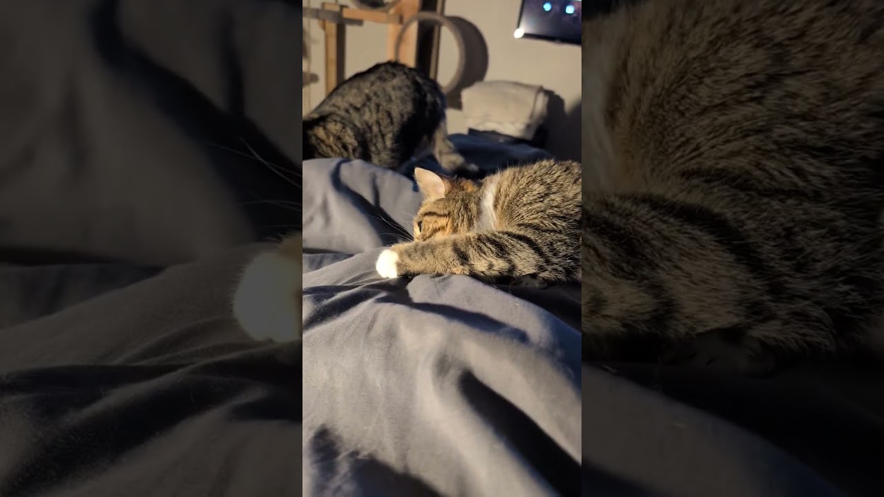 Cats fighting with the blanket monster.