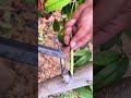 Bud Grafting Is Easy | Injerto fácil | 芽接ぎ簡単 | 눈접 정말 쉬움 #fruittrees #satisfying