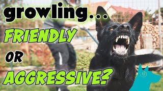 How to spot if growling is friendly or aggressive! KNOW the difference!