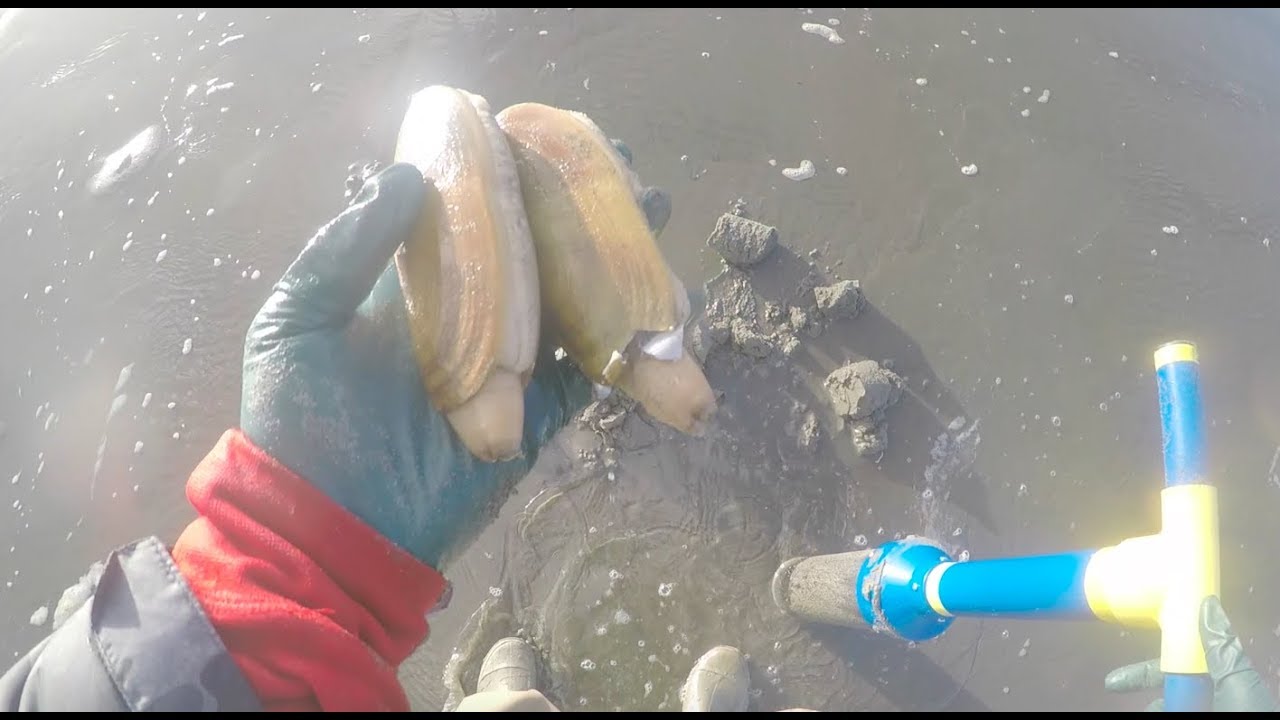 Razor Clam digging 
