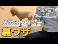 【超簡単】セルフ肛門腺絞りのコツ✨おうちシャンプーの裏ワザ　犬をお風呂で暴れさせない方法！買ってよかった便利グッズ【永久保存版】