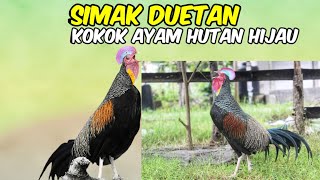 LAGI SIMAK DUETAN SUARA KOKOK | AYAM HUTAN HIJAU