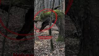 Scariest Things Hidden In Normal Photos              ||PT-67|| #shorts