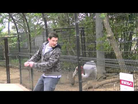 Ranker Video