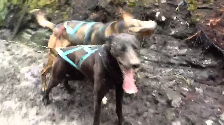 Dog Sledding in Alaska