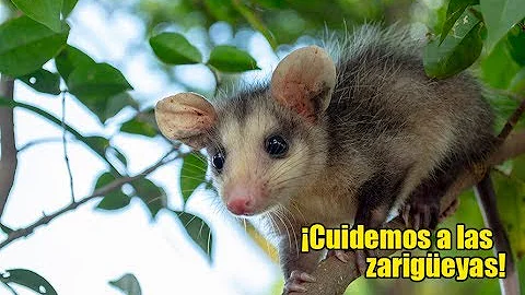 ¿Qué animal es una zarigüeya?