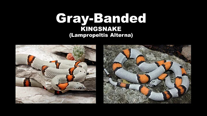 Don Corbin on the Grey-Banded Kingsnake - May, 202...