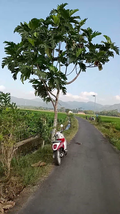 sepatutnya kita selalu bersyukur #shortvideo #allahamdulillah #syukursetiaphari