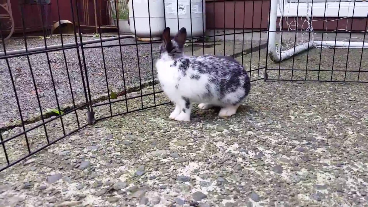 Broken Black Rabbit _ Broken Pattern Genes In Rabbits – XJGE