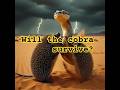 **MALTA TITLE:**Cobra vs Porcupine Storm 😱 #Shorts #Malta#viralreel#