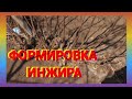 Формировка инжира