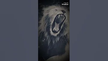 تصميم خاص بل أسد و نمر و الجكوار و الفهد ترند جديد لايك و اشتراك 
