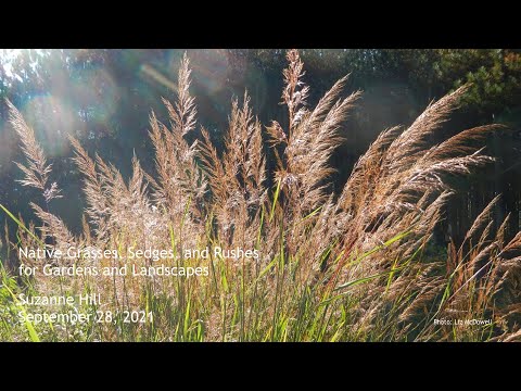 Native Grasses, Sedges, and Rushes for Gardens and Landscapes