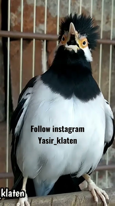 jalak suren isian sikatan londo | info pur racikan penggacor wa 089666274562
