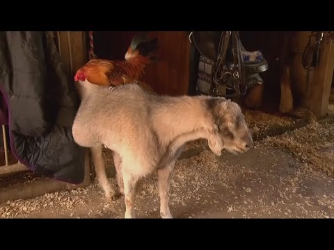 unlikely-bond:-goat-and-rooster-are-the-best-of-friends
