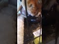 My shiba giving birth