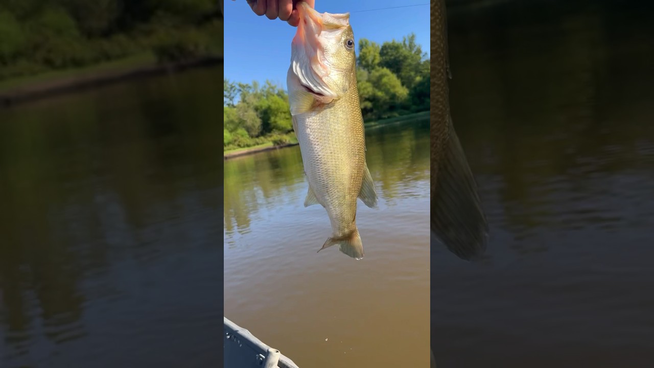 Fly Fishing for Largemouth Bass fishing flyfishing bassonthefly
