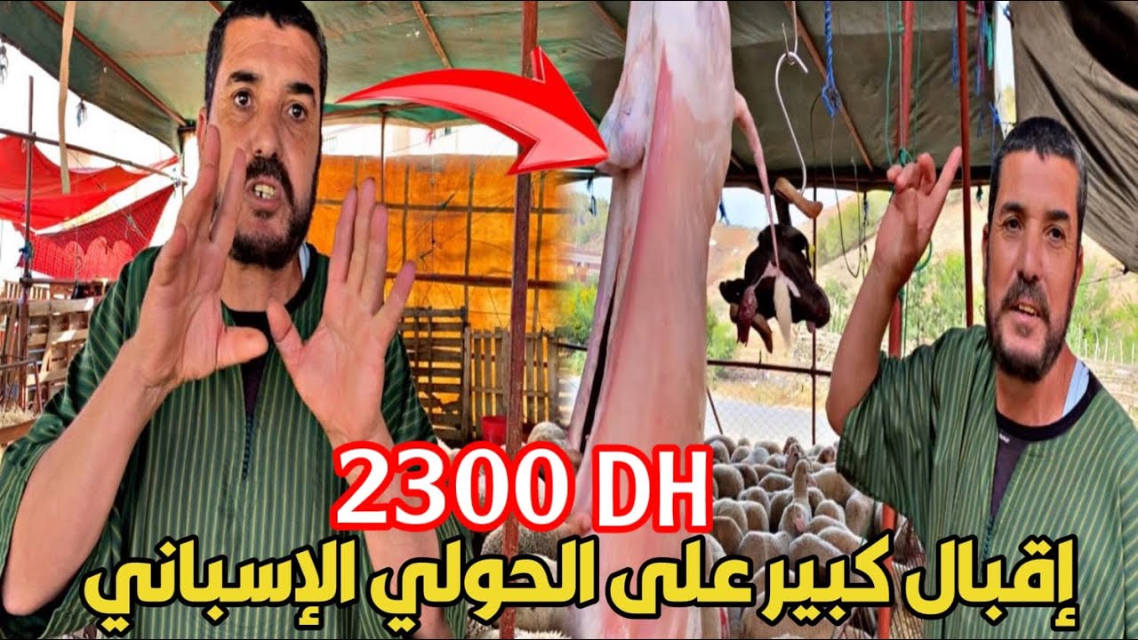 بــ 2300 درهم.. إقبال كبير على الحولي الروماني و الإسباني عند أشهر تاجر بــ الناظور