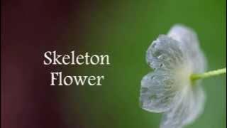 산하엽 (Skeleton Flower) - Kim Jonghyun [english lyrics]