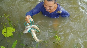 Độc Đáo "Cá Lóc Sình Chưng Tương" món ăn ưa thích của Người Đi Ghe Xuồng Nam Bộ | Nét Quê #559