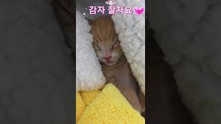 #감자곤이잠자는모습#고양이#길냥이구조#길고양이#cat#길냥이#고양이일상#반려묘#고양이영상#고양이집사#고양이새끼#고양이훈련#고양이간식#고양이출산#새끼고양이#새끼#baby#애완동물