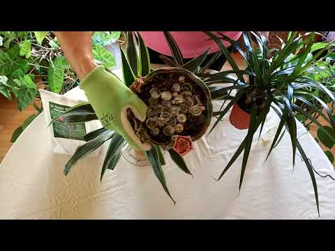 Video: Ako pestovať mätu (s obrázkami)