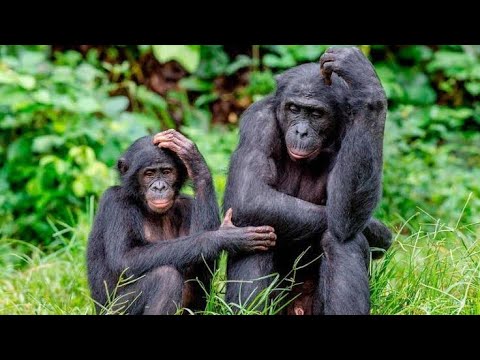 Tazama Maajabu Ya Sokwe Mtu Mwenye Mapenzi Makubwa Na Binadamu