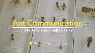 Ant Communication: Do Ants Use Smell to Talk?
