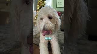 Did you see it?? #funny #dog #barley #olive