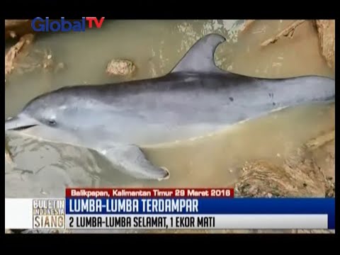 Video: Neurobrucellosis Pada Lumba-lumba Hidung Botol (Tursiops Truncatus) Yang Terdampar Di Kepulauan Canary