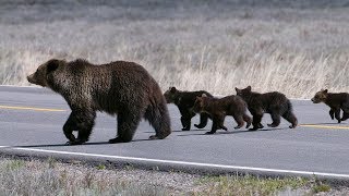 Quad Mom - The Legacy of a Grizzly Bear