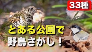 冬の身近な野鳥に会いに行こう〜