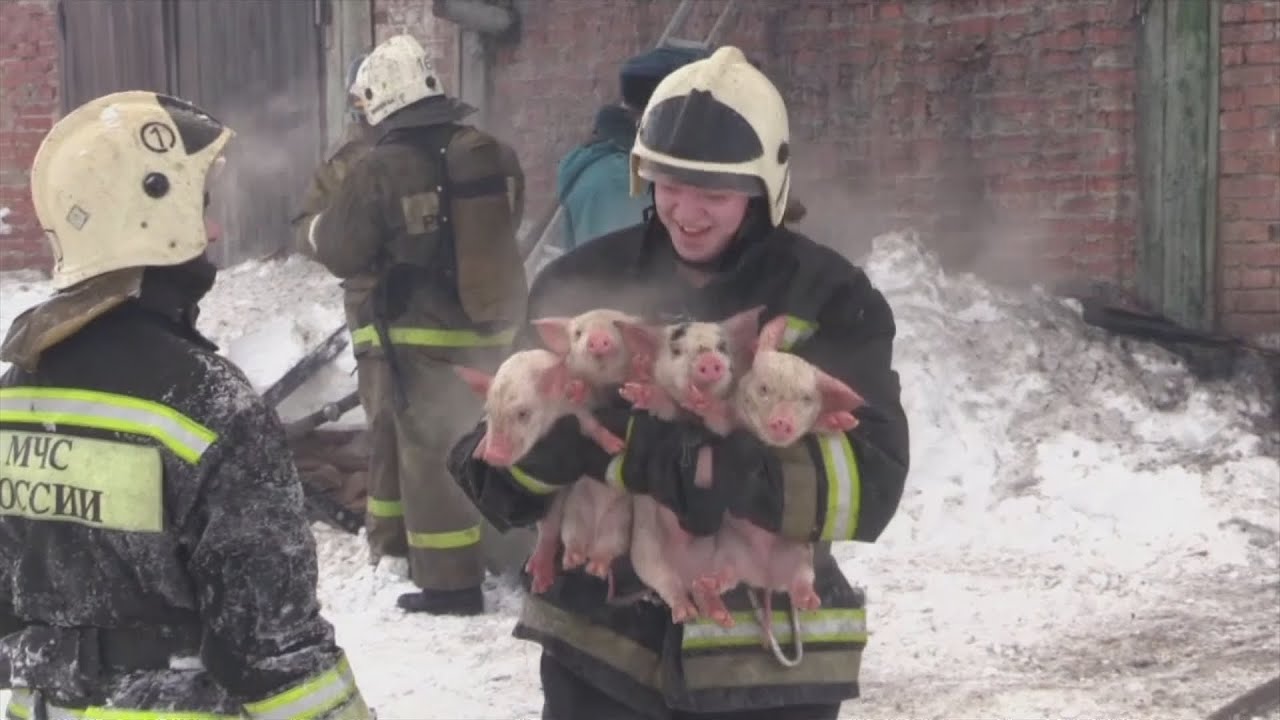 Piglets saved from fire by Russian firefighters YouTube