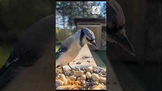 Burung Blue Jay Secepat Kilat #kenari #birds #derkuku #jalak #bluejay #burung #kicaumania