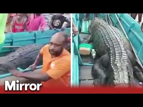 Man's body cut out from inside giant crocodile's stomach
