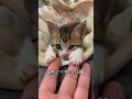 98%の人がネコ好きになる動画 #子ネコ #子猫 #猫のいる暮らし #保護猫
