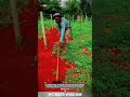 Traditional Hoe Farming Technique for Clearing Weeds and Loosening Soil #outdoorwork #farming