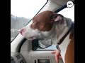 Cruising In Cars With Pets