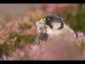 Falconry - grouse hawking in Scotland - SD 480 p