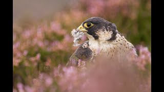 Falconry  grouse hawking in Scotland  SD 480 p
