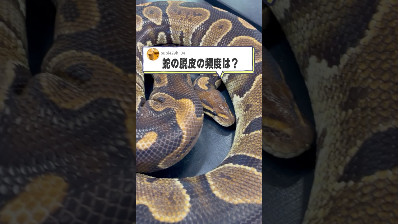 【○○】アルビノボールパイソン蛇の抜け殻脱皮殻2025年巳年金運 ○○】アルビノボールパイソン蛇の抜け殻脱皮殻2025年巳年金運 2025