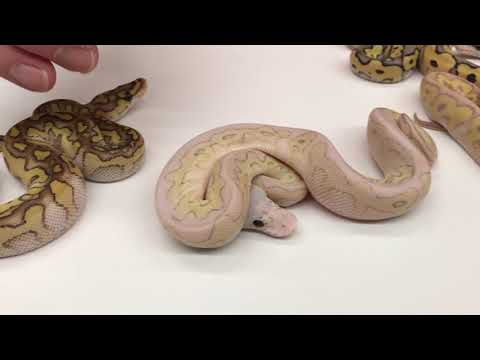 2018 Ball Pythons #24  Crazy, Complex Clowns and more!