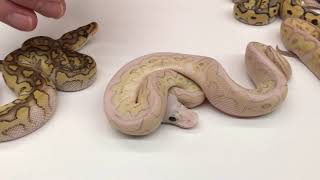 Famous 2018 Ball Pythons #24  Crazy, Complex Clowns and more! Profile