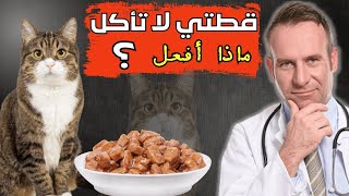 قطتي لا تأكل:أهم 6اسباب لفقدان الشهية عند للقططshortsvideo shorts