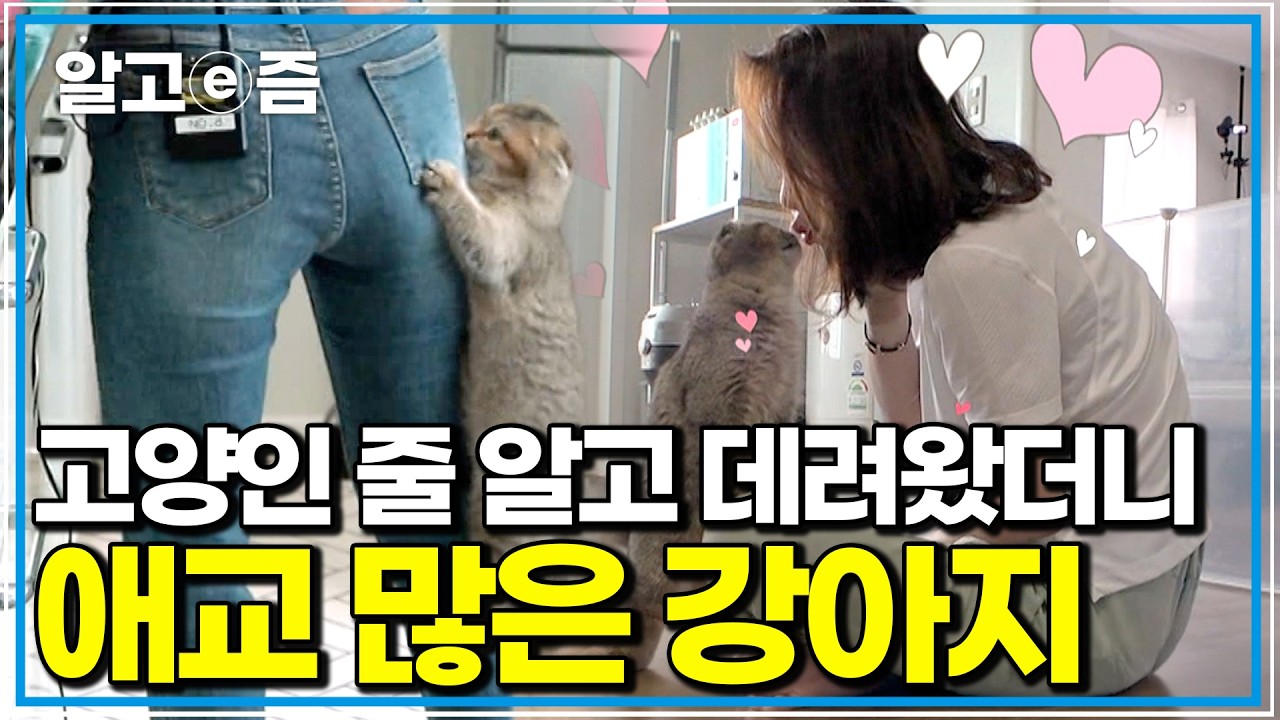 편집자도, 제작진도 전부 입덕, 현장 초토화시킨 역대급 고양이의 미친 애교｜고양이를 부탁해｜알고e즘
