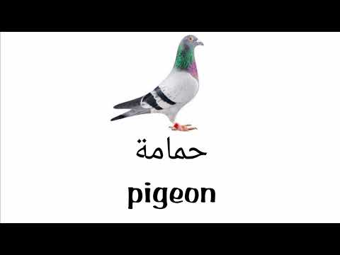 نطق كلمة حمامة Pigeon باللغة الانجليزية