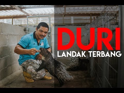 Video: Perbezaan Antara Landak Dan Landak