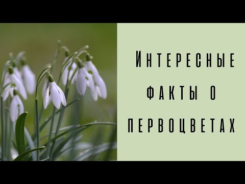 Интересные факты о первоцветах